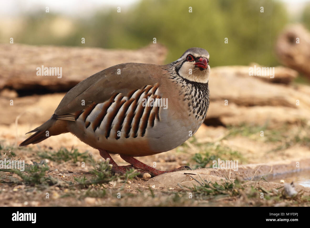 Red legged Partridge Stockfoto