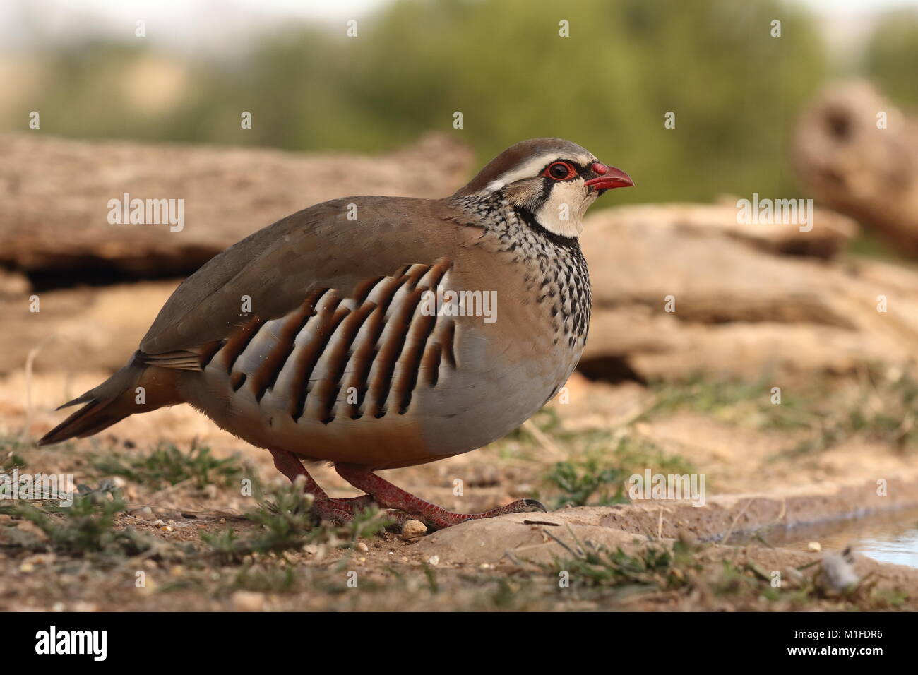 Red legged Partridge Stockfoto