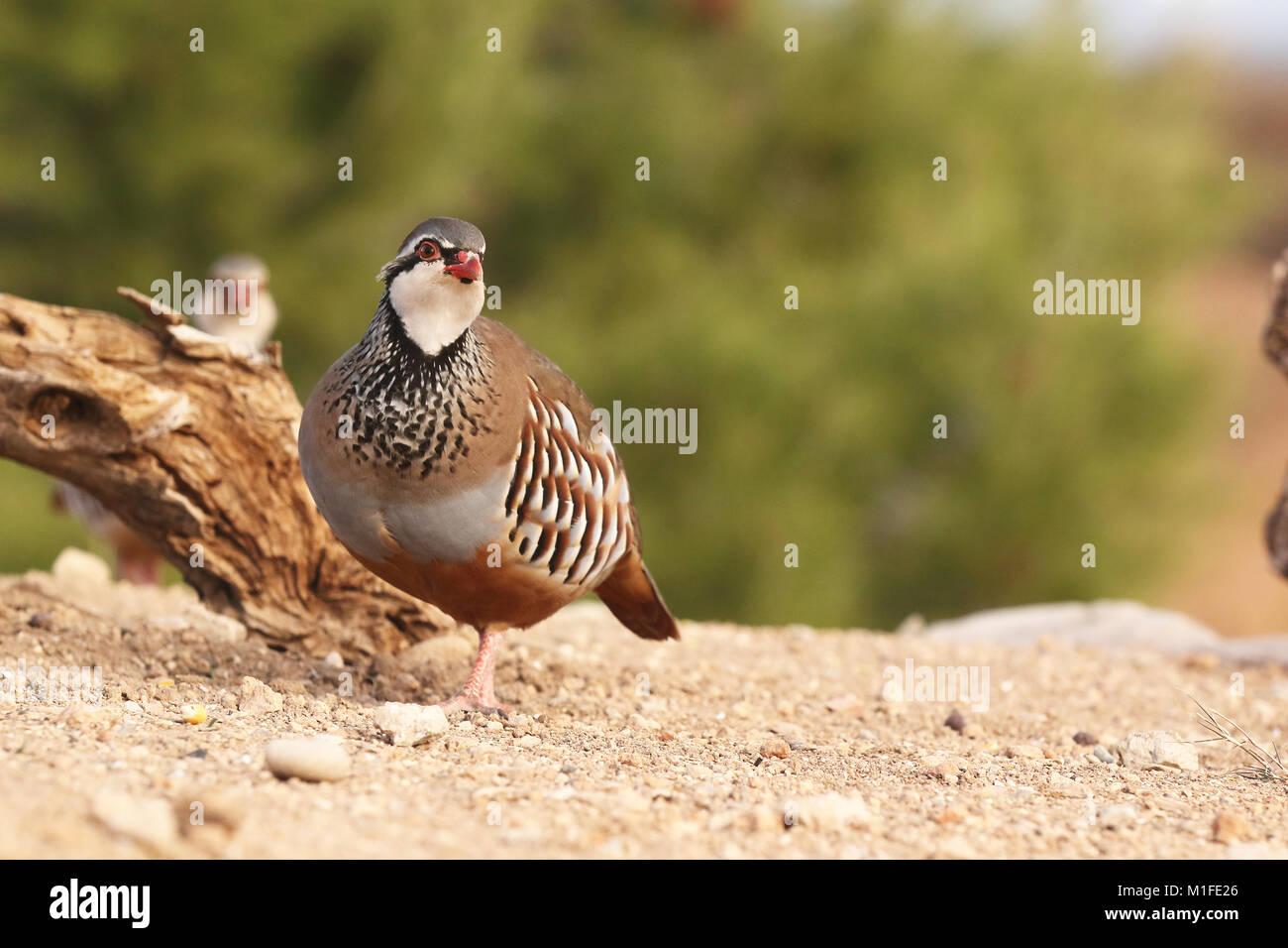 Red legged Partridge Stockfoto