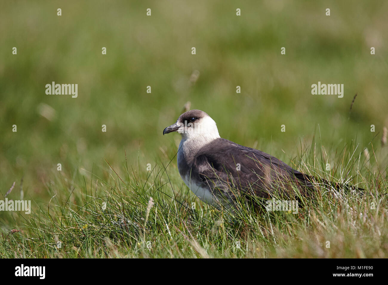 Ein actic Skua, erwachsene Stercoparius parasticicus, Gras, Stockfoto