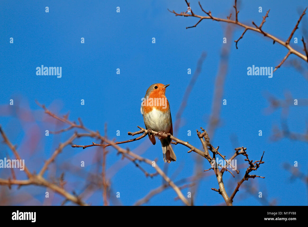 Europäische Rotkehlchen, Erithacus rubecula, Robin redbreast, England, UK. Stockfoto