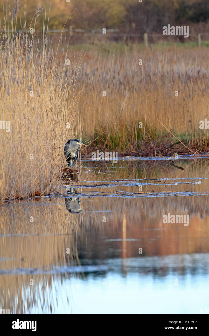 Graureiher Ardea cinerea durch ein reedbed im Winter Sonne, England, UK. Stockfoto