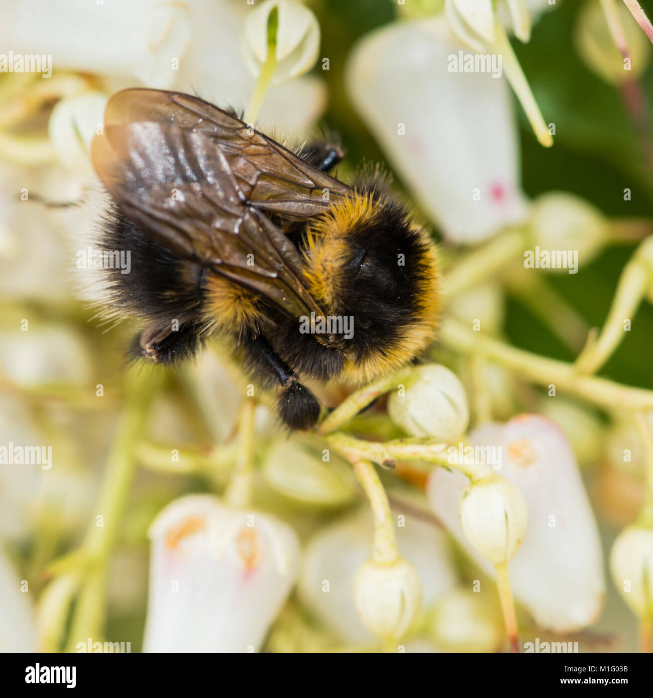 Eine große Hummel genießt Pollen sammeln von einem Wald Flamme Bush. Stockfoto