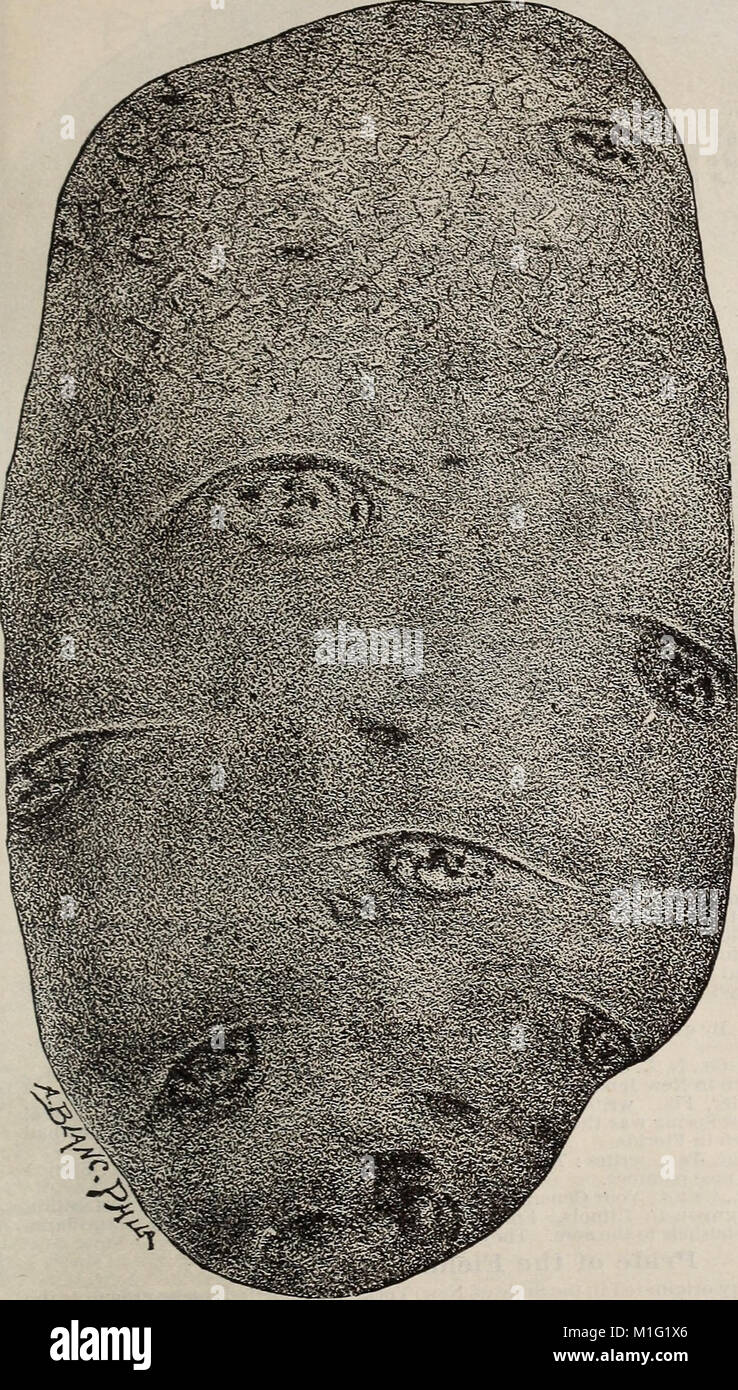 13. jährliche Preisliste und Katalog von frischem und zuverlässige Garten, Feld und Blumensamen - gewachsen und auf den Samen Bauernhof von Samuel Wilson (1889) (16639413486 erhältlich) Stockfoto