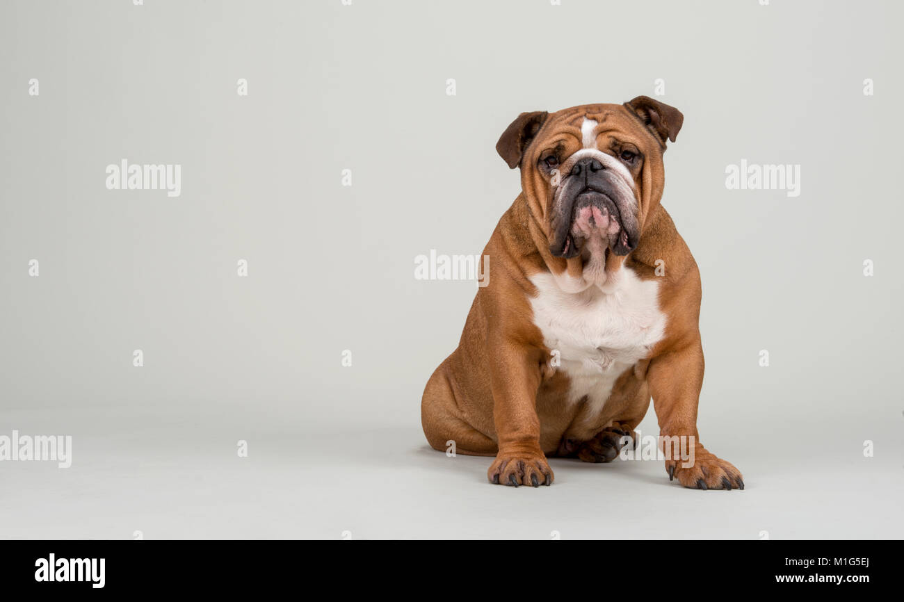 Eine Bulldogge auf klare off - Weißer Hintergrund Stockfoto