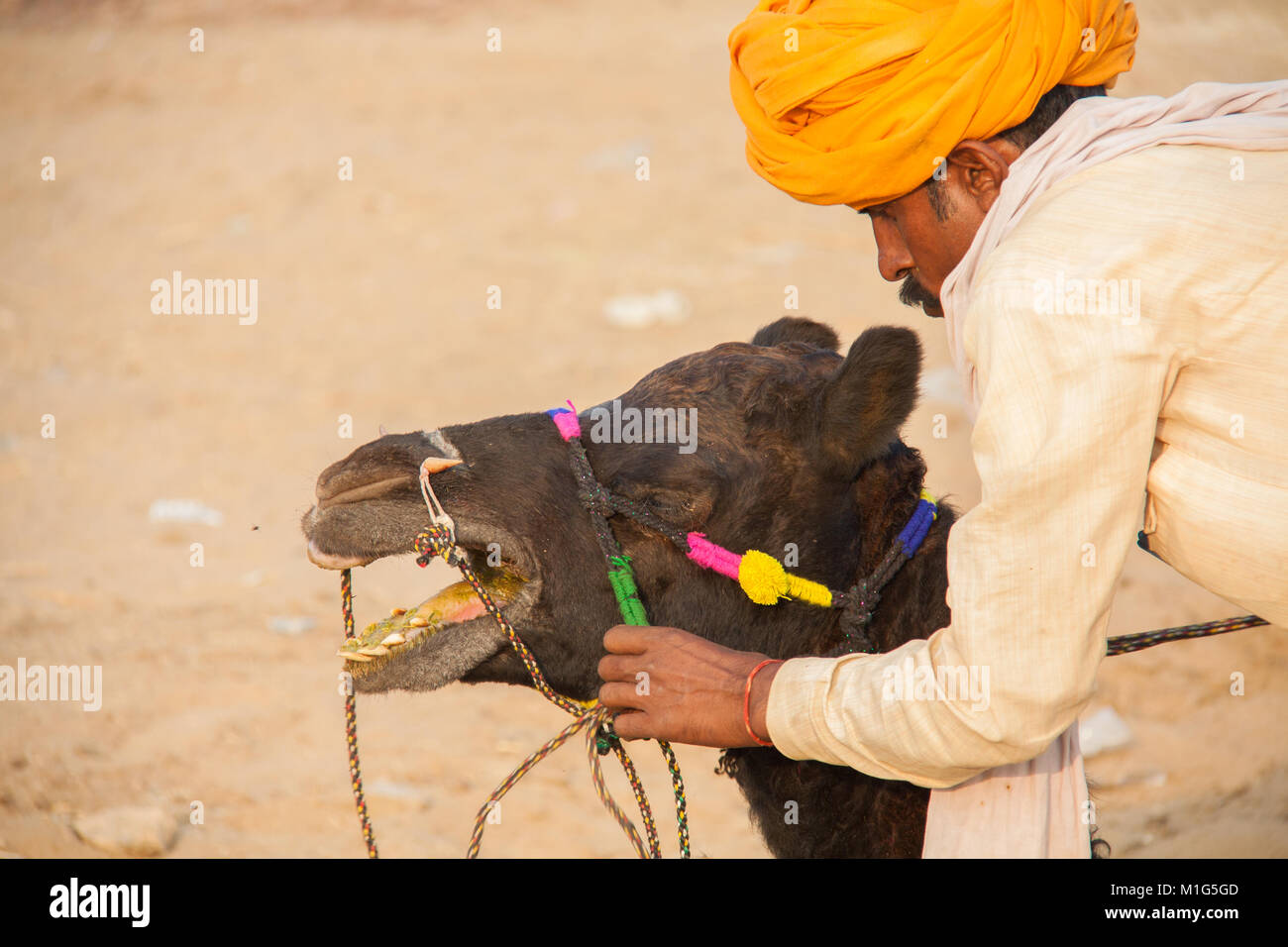 Mann Ausbildung seiner jungen Kamel am Pushkar Camel Fair, Rajasthan, Indien Stockfoto