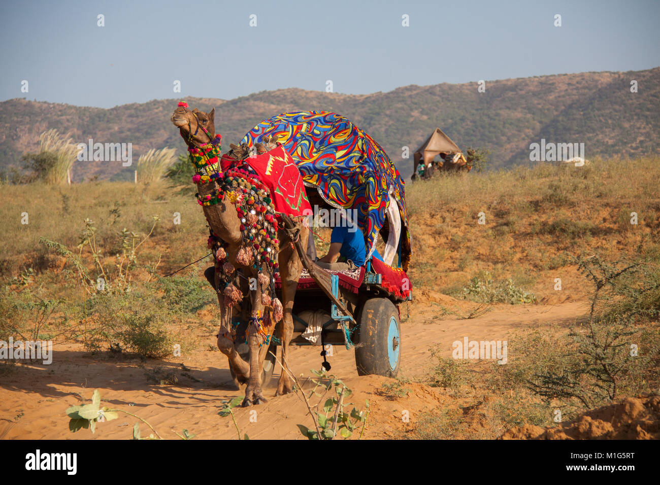 Warenkorb Kamel durch die Wüste an der Pushkar Camel Fair, Rajasthan, Indien Stockfoto