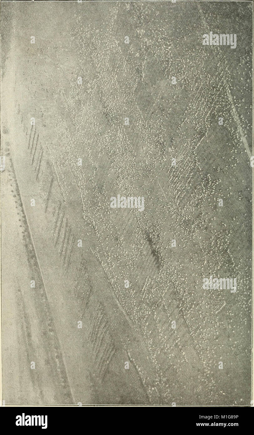 Diese Arbeit von 1908 beschäftigt sich mit der Geschichte der Luftschiffe, ihrer technologischen Entwicklung und ihrer Verwendung in der Meteorologie, Fotografie und als Kommunikationsmittel mit Trägertauben. Stockfoto