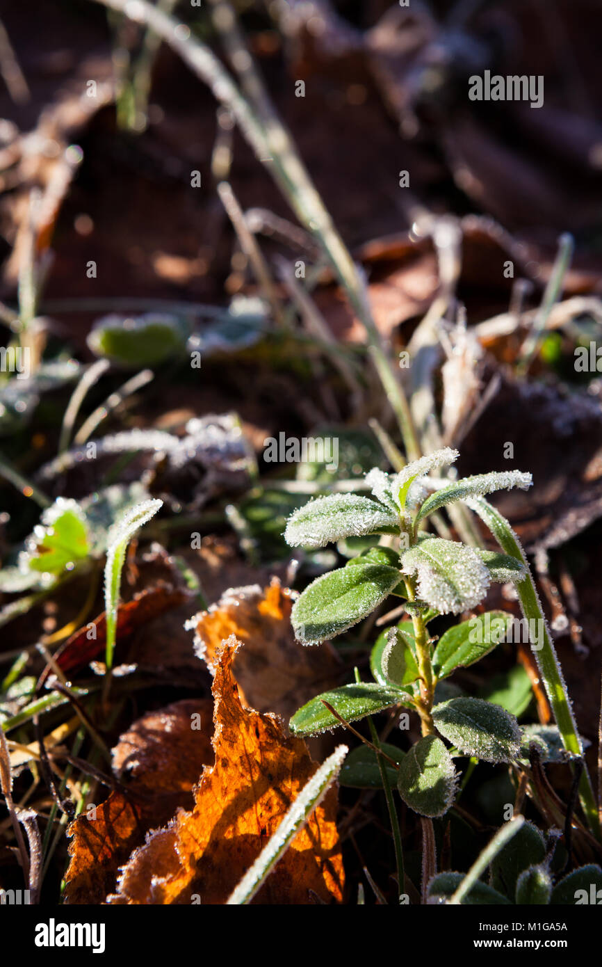 Frosty preiselbeere Zweige Stockfoto
