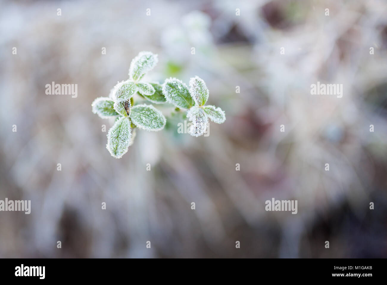 Frosty preiselbeere Zweige Stockfoto