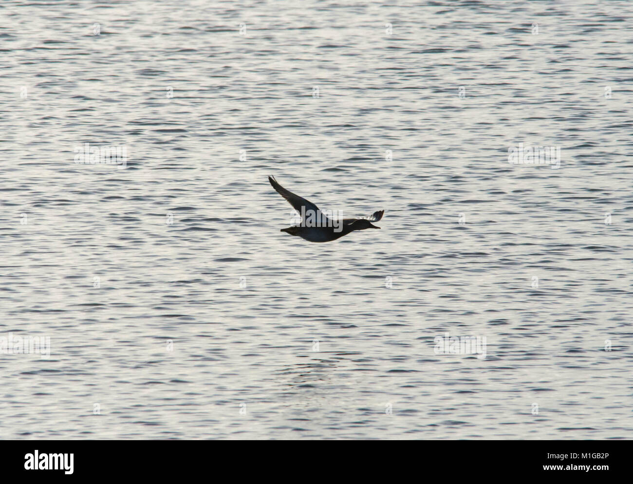 Perfekt geformte fliegende Ente Silhouette Stockfoto