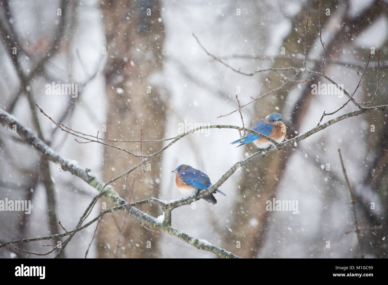 Eastern bluebird im Winter in Ohio. Stockfoto