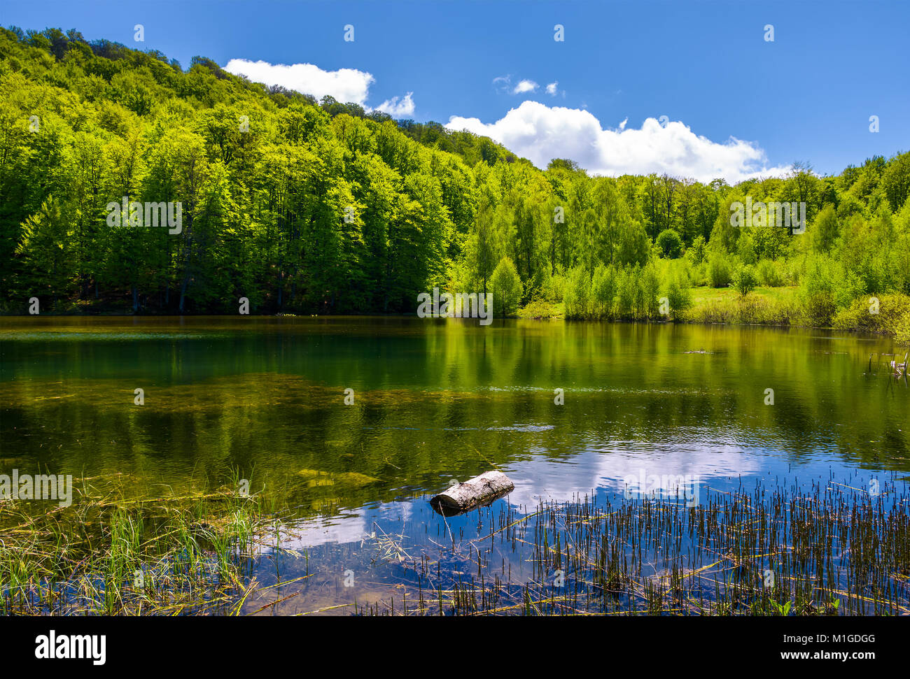 unter den grünen Wald in malerischen Frühling Landschaft Bergsee. Spiegelung im kristallklaren Wasser. schönes Wetter mit blauem Himmel und einigen Stockfoto