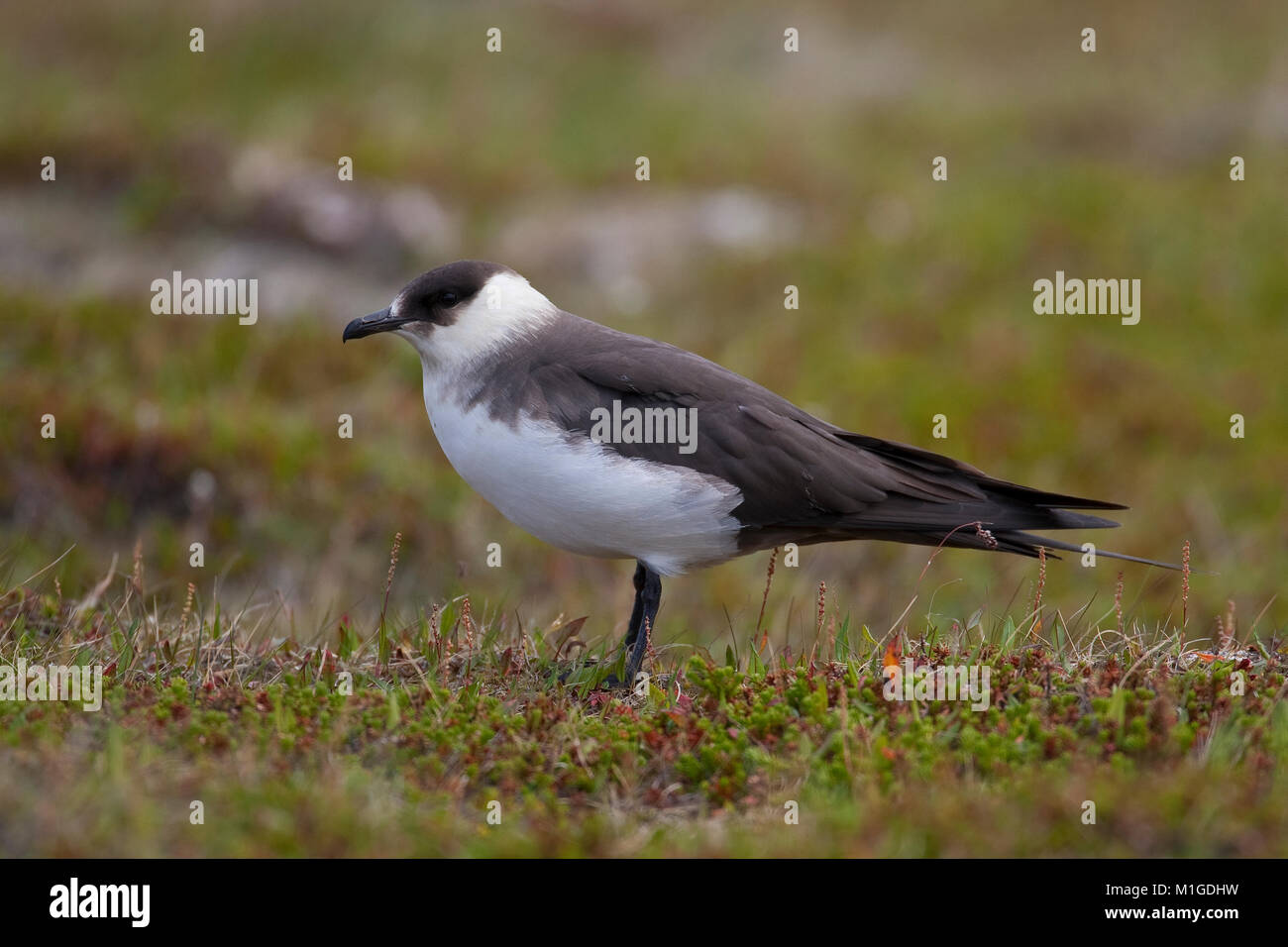 Schmarotzer-Raubmöwe, Schmarotzerraubmöwe, helle Morphe, Raubmöwe, Eulen parasiticus, parasitäre Jaeger, Schmarotzerraubmöwe, parasitäre Skua Stockfoto