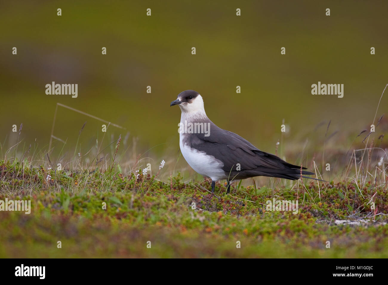 Schmarotzer-Raubmöwe, Schmarotzerraubmöwe, helle Morphe, Raubmöwe, Eulen parasiticus, parasitäre Jaeger, Schmarotzerraubmöwe, parasitäre Skua Stockfoto