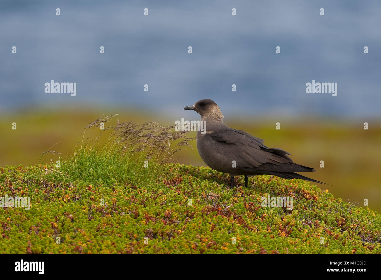 Schmarotzer-Raubmöwe, Schmarotzerraubmöwe, dunkele Morphe, Raubmöwe, Eulen parasiticus, parasitäre Jaeger, Schmarotzerraubmöwe, parasitäre Skua Stockfoto