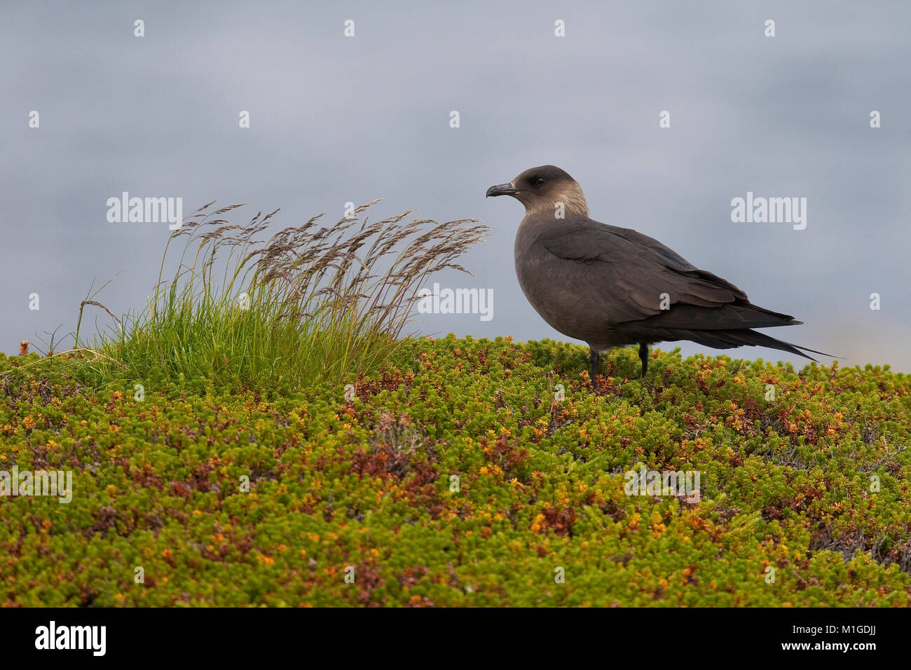 Schmarotzer-Raubmöwe, Schmarotzerraubmöwe, dunkele Morphe, Raubmöwe, Eulen parasiticus, parasitäre Jaeger, Schmarotzerraubmöwe, parasitäre Skua Stockfoto