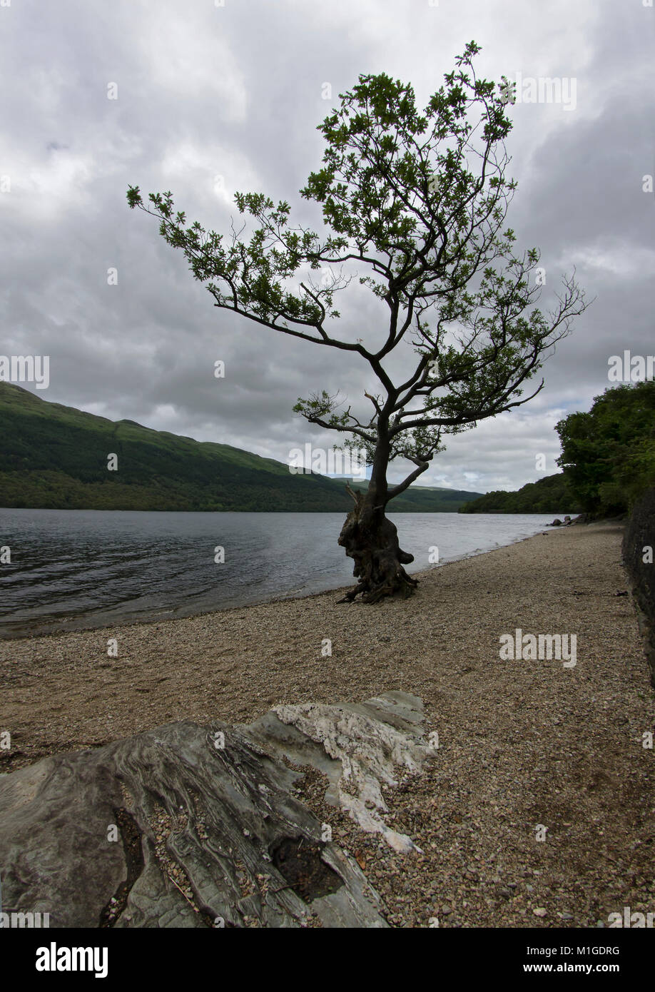 Ein einsamer Baum auf einem Kiesstrand an der Loch Lomond, Schottland, Großbritannien Stockfoto
