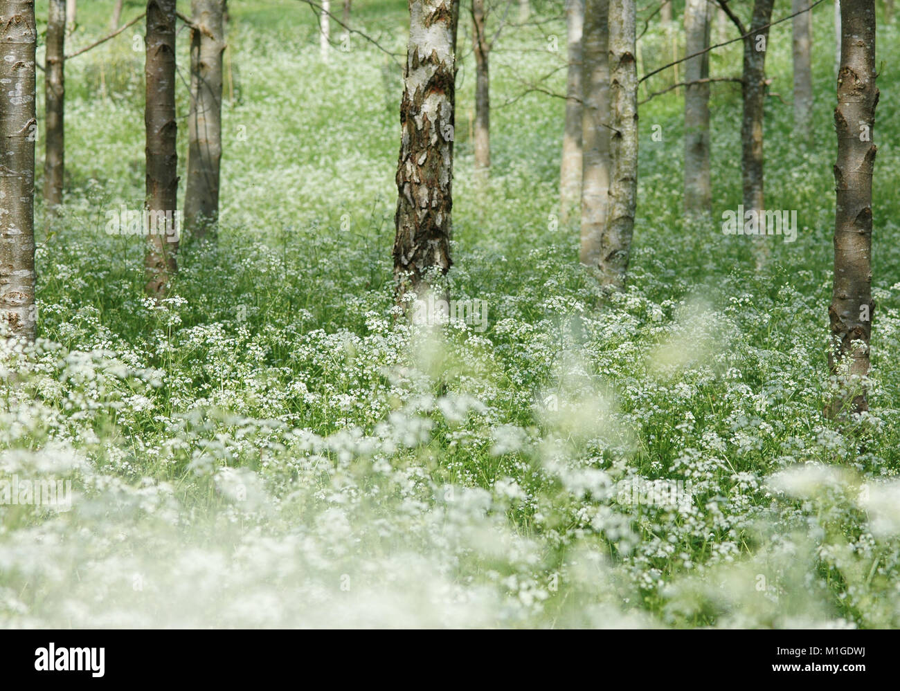 Woodland-Szene im Frühjahr Stockfoto