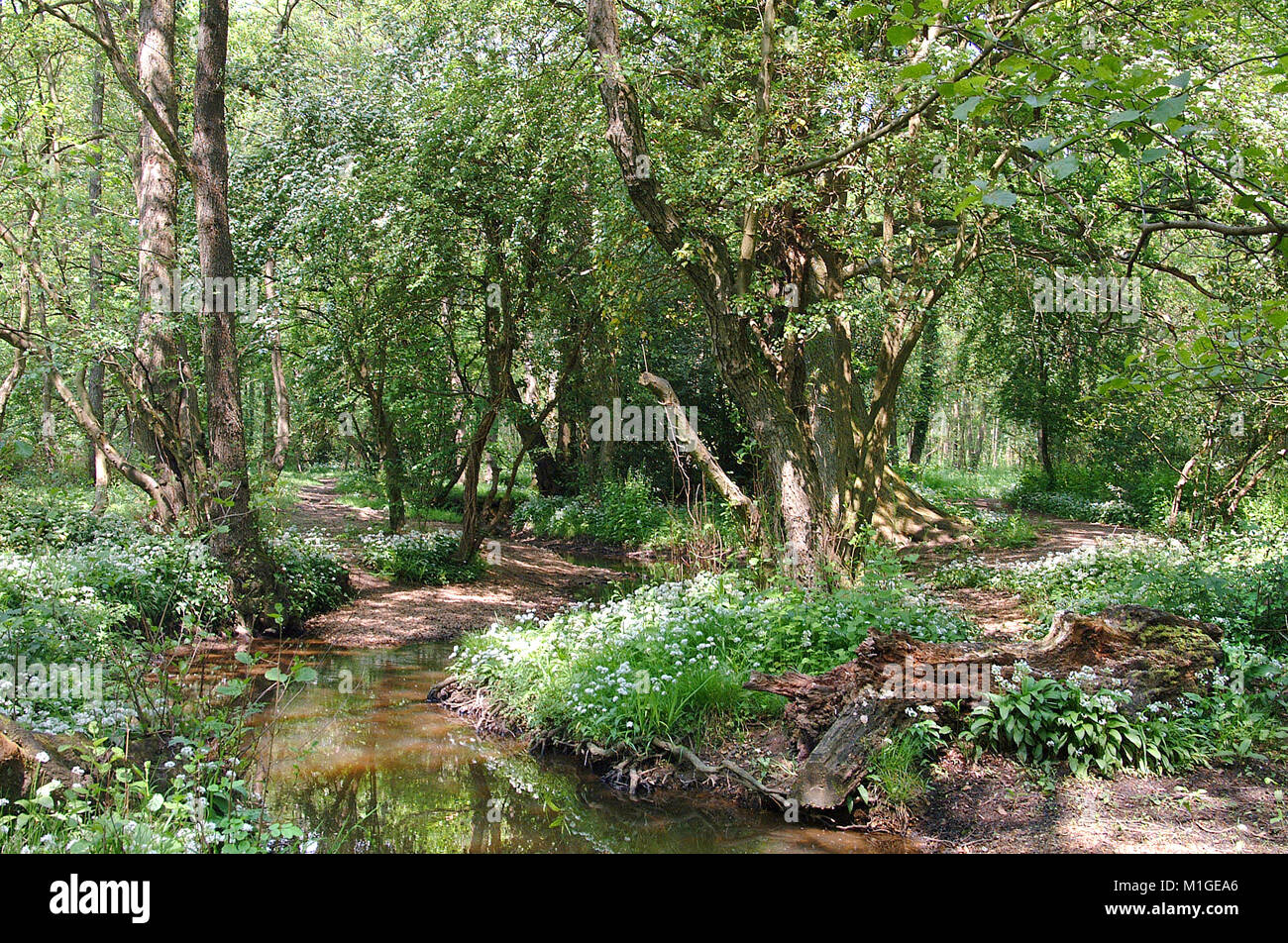 Fußweg neben Stream mit Knoblauch Blumen in einem alten Wald in Hampshire gefüttert Stockfoto