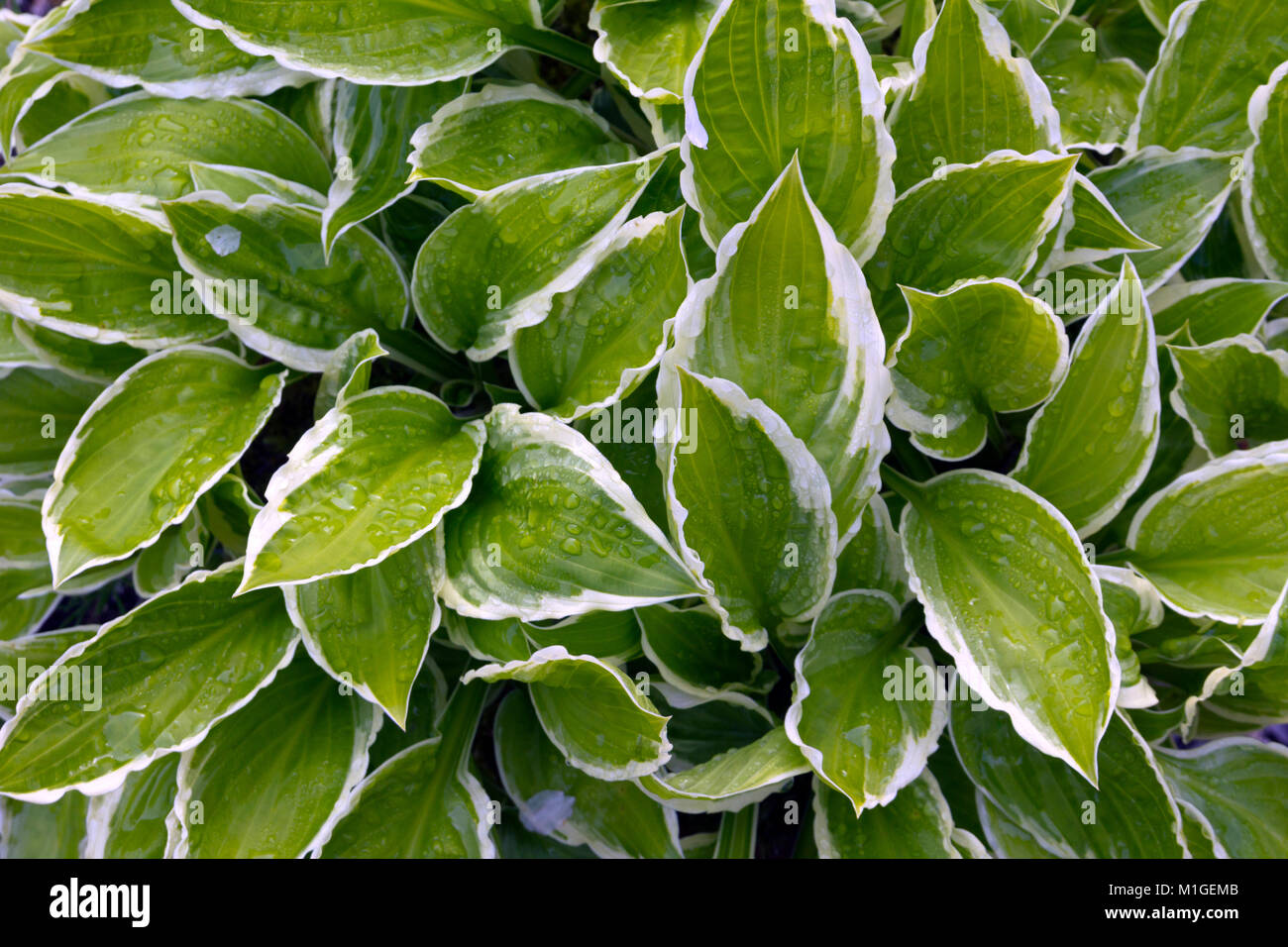 Lebendige Grün bunte Blätter hosta full frame Close-up nach dem Regen Stockfoto