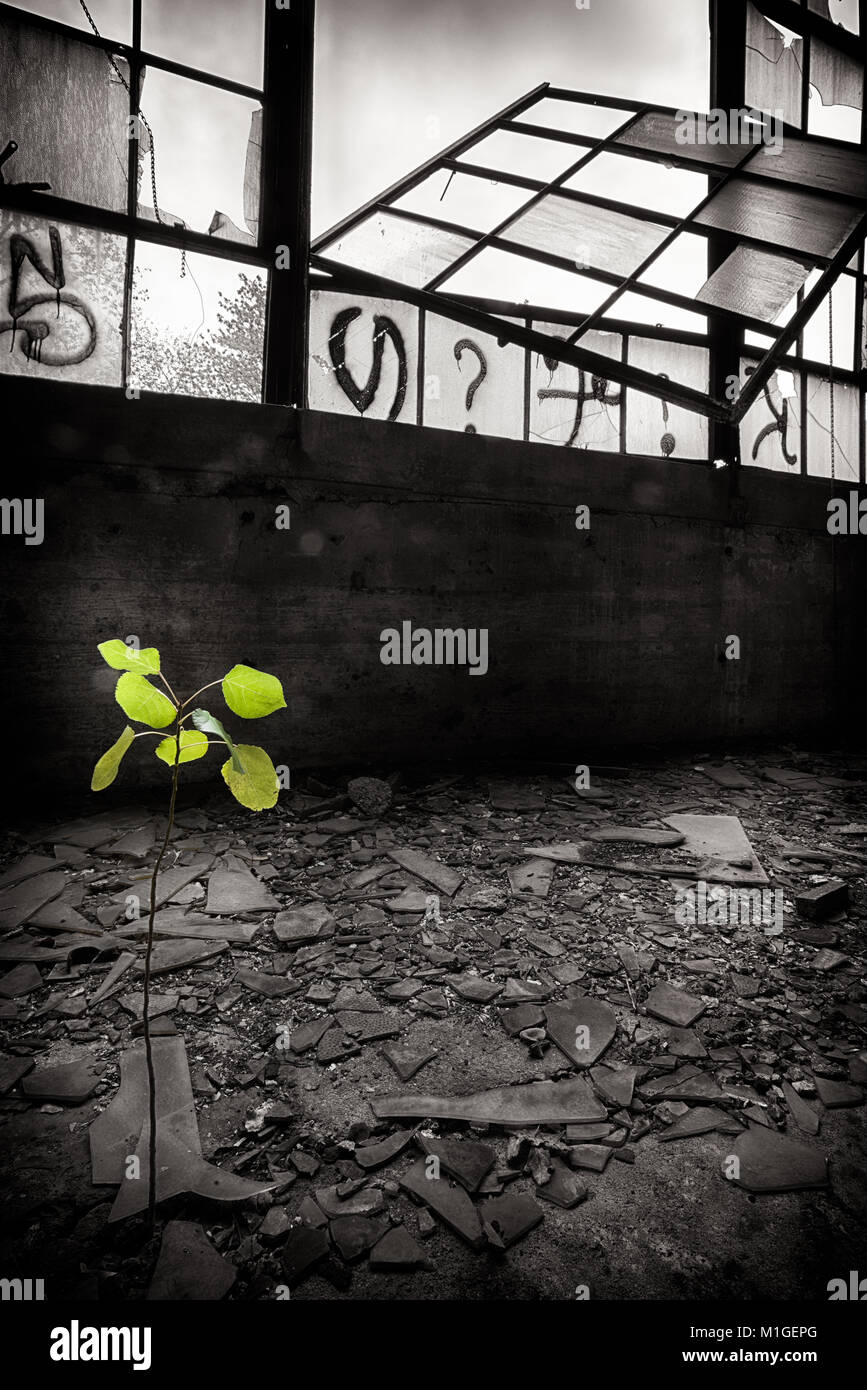 Eine kleine Pflanze wächst in den Trümmern des verlassenen Packard Werk in Detroit, Michigan, USA Stockfoto