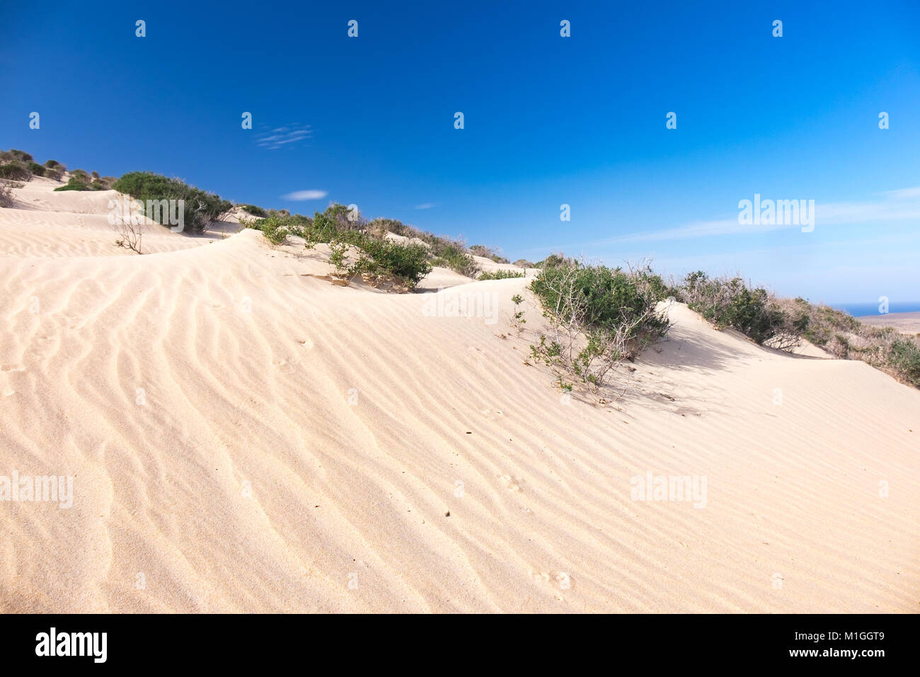 Grüner Strauch in der Sandwüste Stockfoto