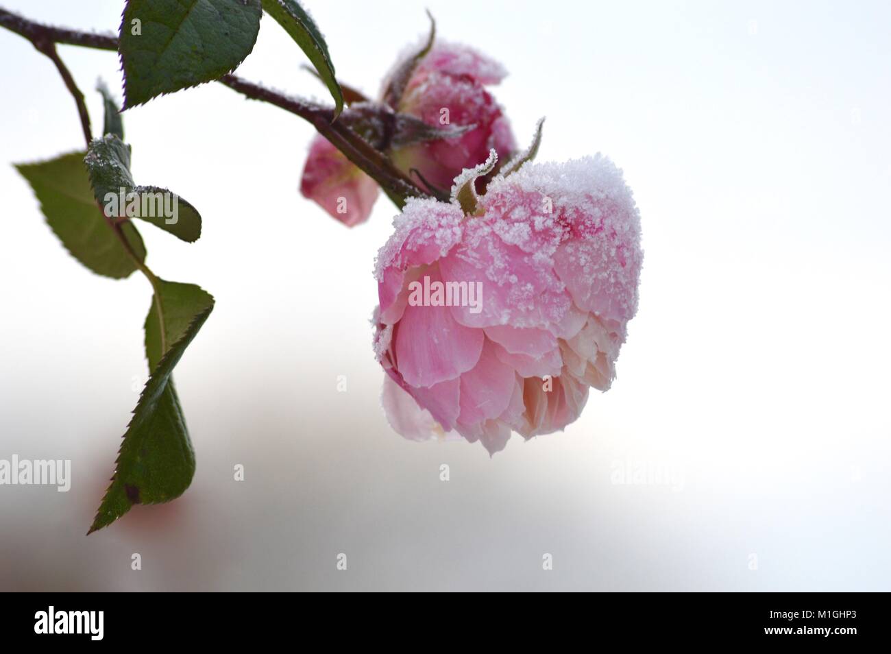 Mattierte Blume Stockfoto