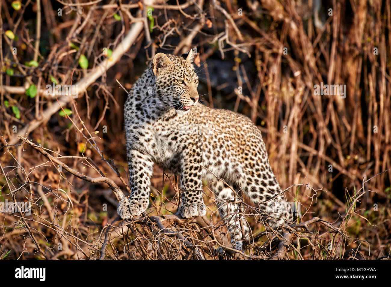 Leopard cub spielen, Panthera Pardus, in der Serengeti Nationalpark, UNESCO-Weltkulturerbe, Tansania, Afrika Stockfoto