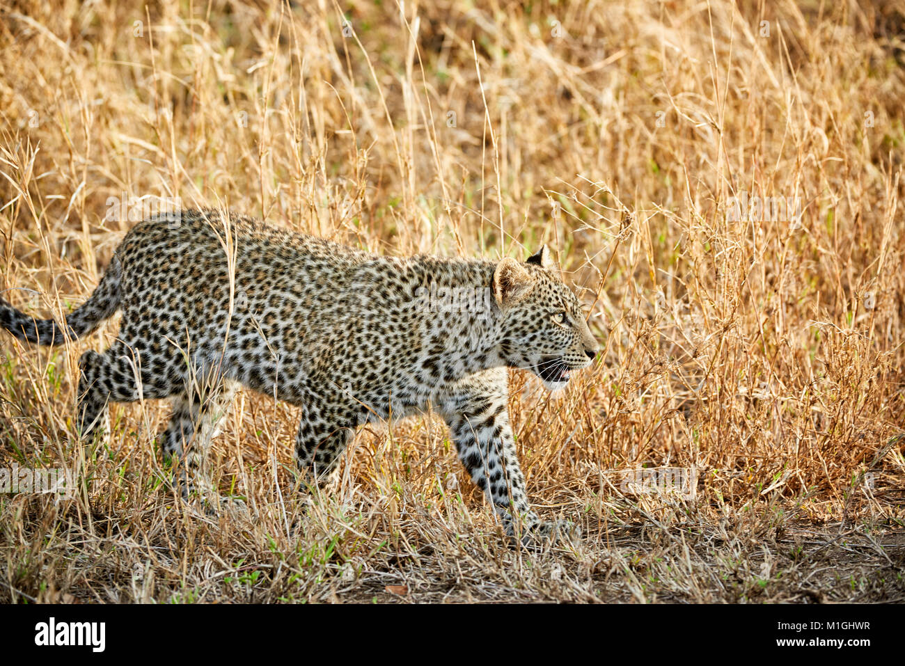 Leopard cub, Panthera Pardus, in der Serengeti Nationalpark, UNESCO-Weltkulturerbe, Tansania, Afrika Stockfoto