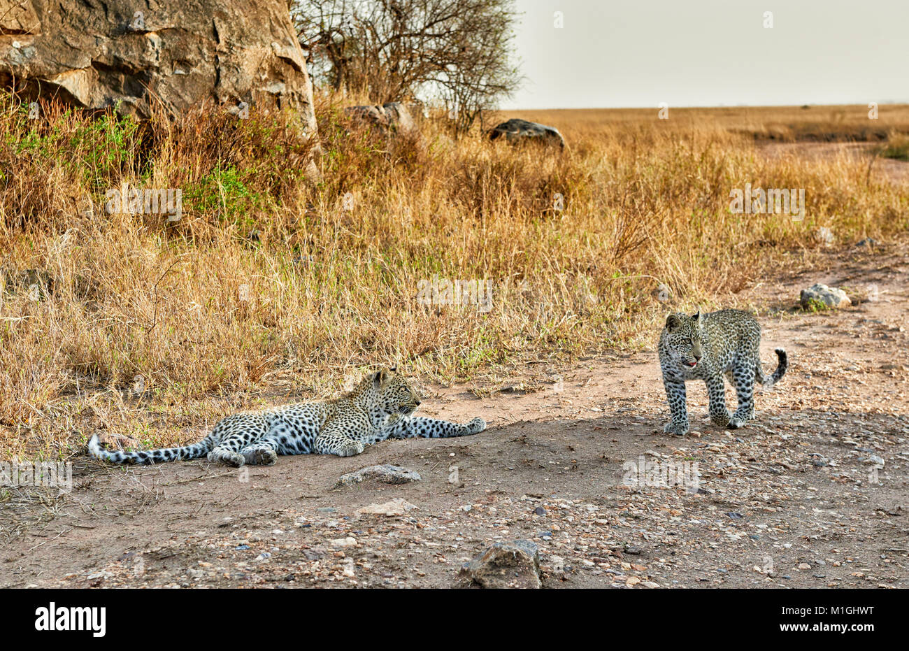 Leopard Cubs, Panthera Pardus, in der Serengeti Nationalpark, UNESCO-Weltkulturerbe, Tansania, Afrika Stockfoto