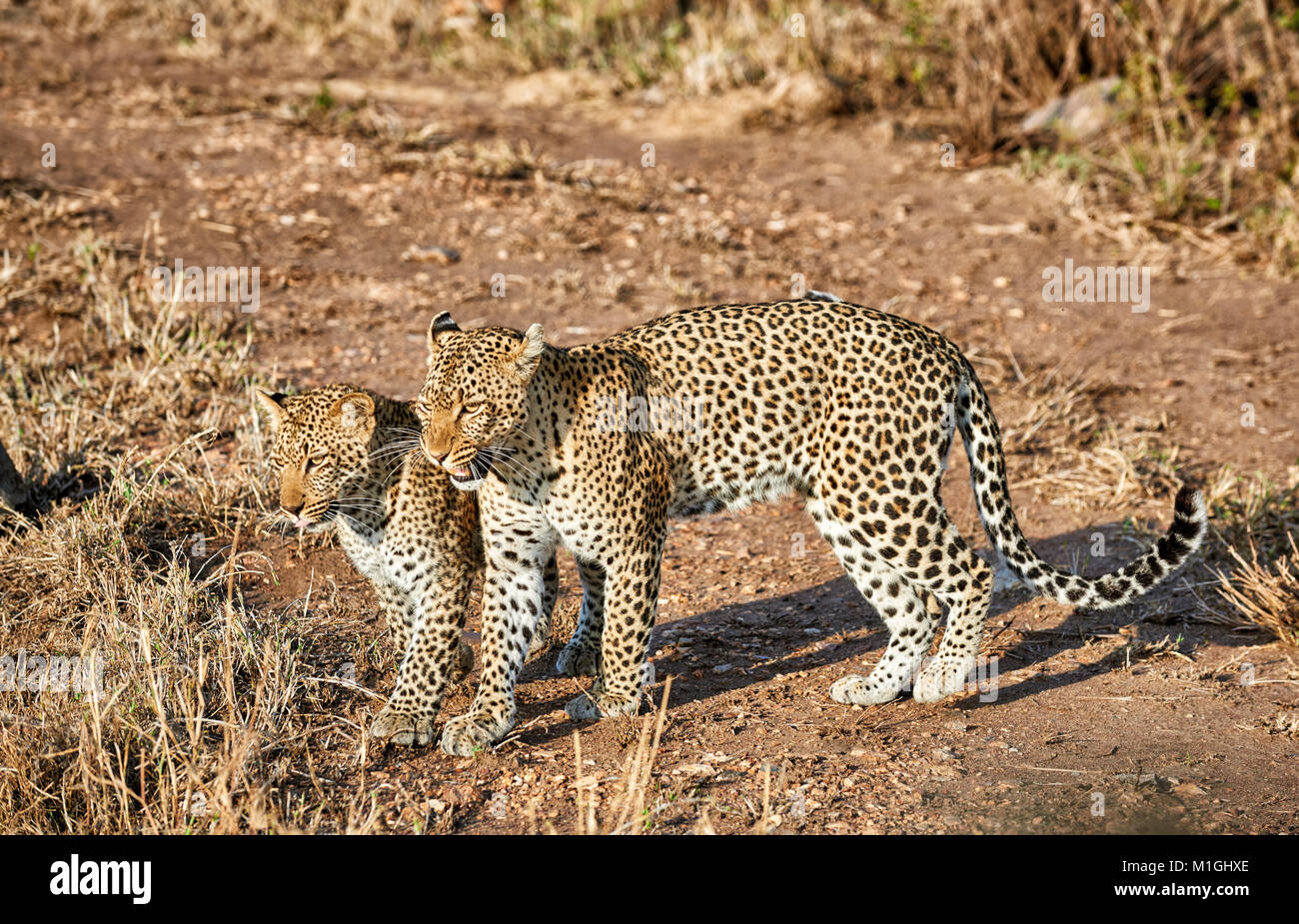 Leopardin und Cub, Panthera Pardus, in der Serengeti Nationalpark, UNESCO-Weltkulturerbe, Tansania, Afrika Stockfoto