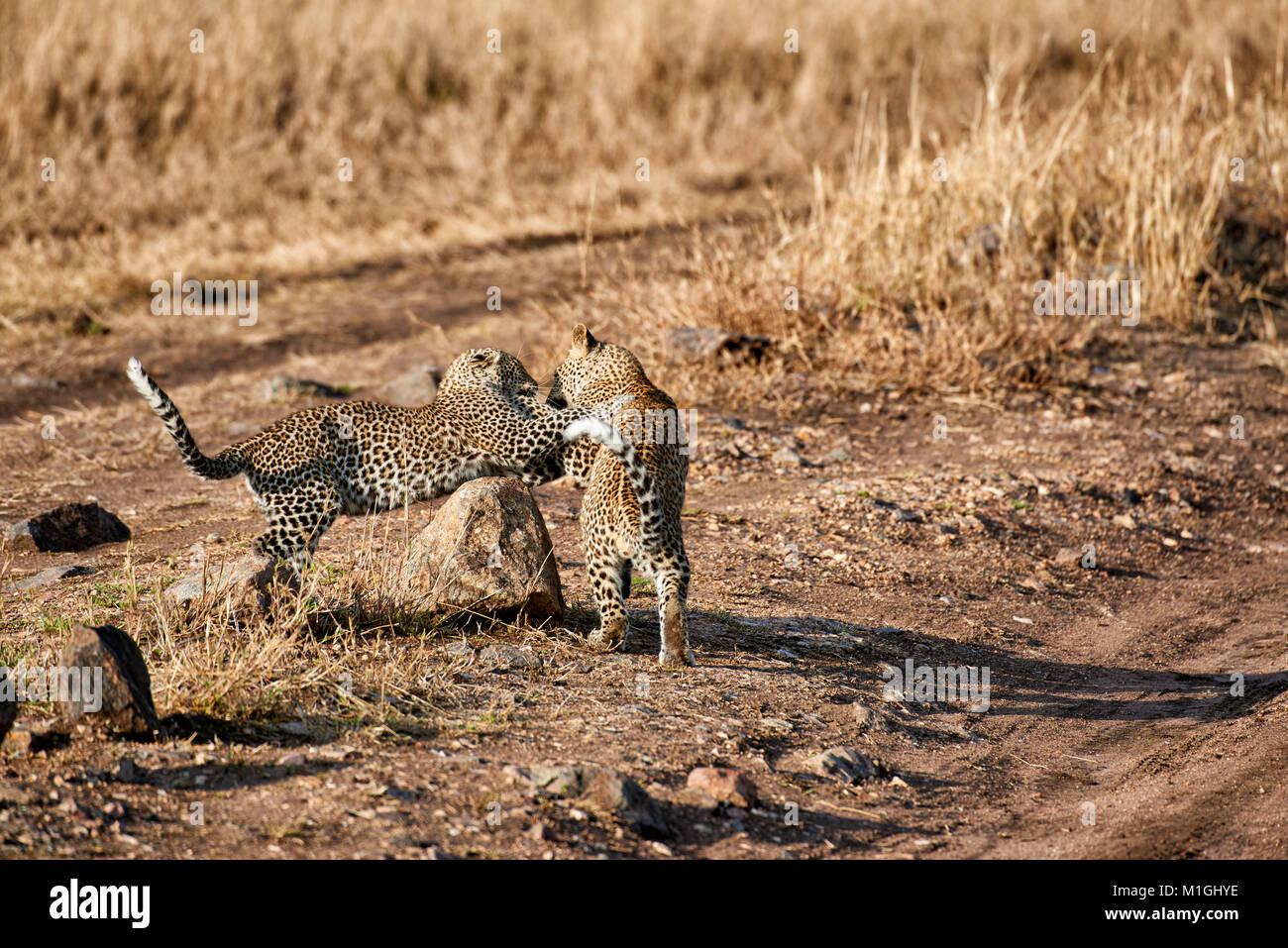 Leopard spielen mit Cub, Panthera Pardus, in der Serengeti Nationalpark, UNESCO-Weltkulturerbe, Tansania, Afrika Stockfoto