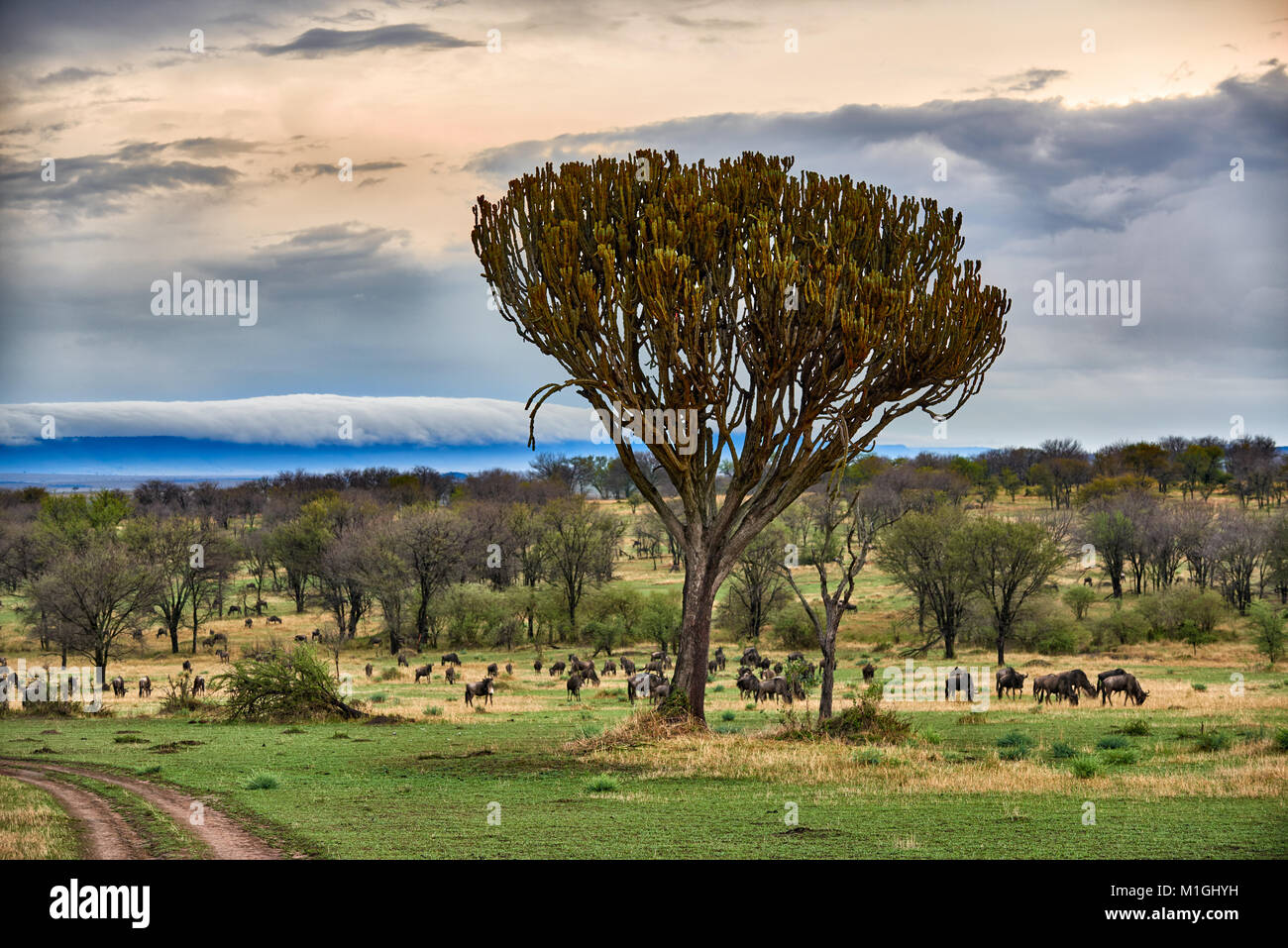 Wolkenformationen in der Great Rift Valley, Landschaft im Serengeti National Park mit blauen wilderbeests, Weltkulturerbe der UNESCO, Tansania, Afrika Stockfoto