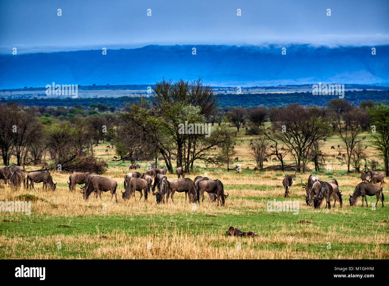 wolkenformationen-in-der-great-rift-valley-landschaft-im-serengeti