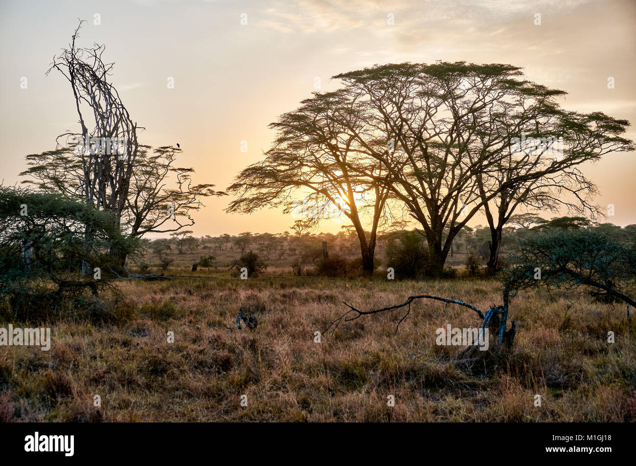 Sonnenaufgang in der Serengeti Nationalpark, UNESCO-Weltkulturerbe, Tansania, Afrika Stockfoto
