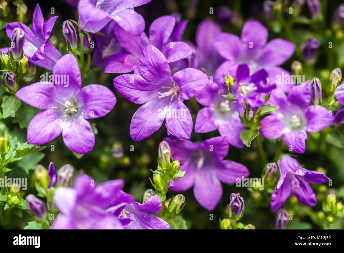 Campanula Addenda, Glockenblume Stockfoto