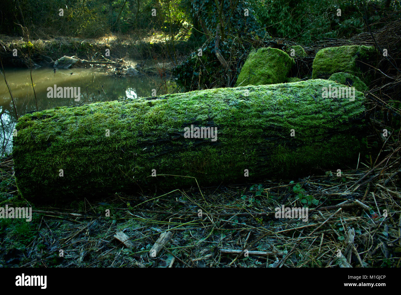 Umgestürzter Baum Stockfoto