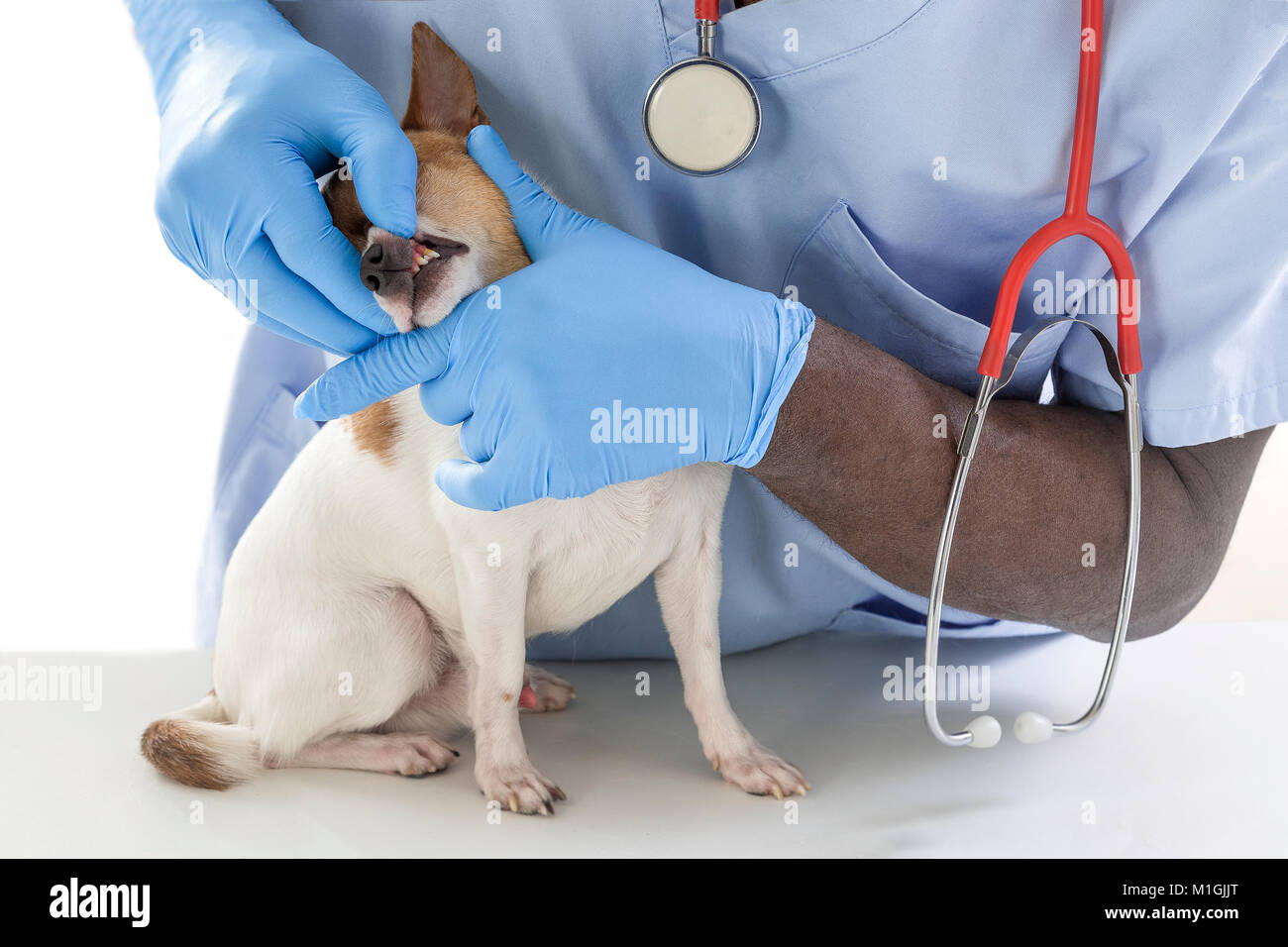 Tierarzt überprüft, Zähne zu einem Hund - Tier- und PET-tierärztliche Betreuung Konzept Stockfoto