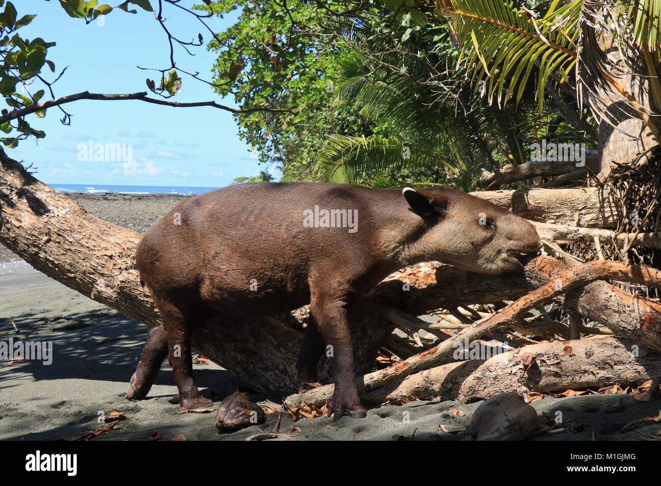 Wild Baird's Tapir (Tapirus bairdii) am Strand essen Bellen in den Nationalpark Corcovado, auf der Halbinsel Osa im Süden von Costa Rica. Stockfoto