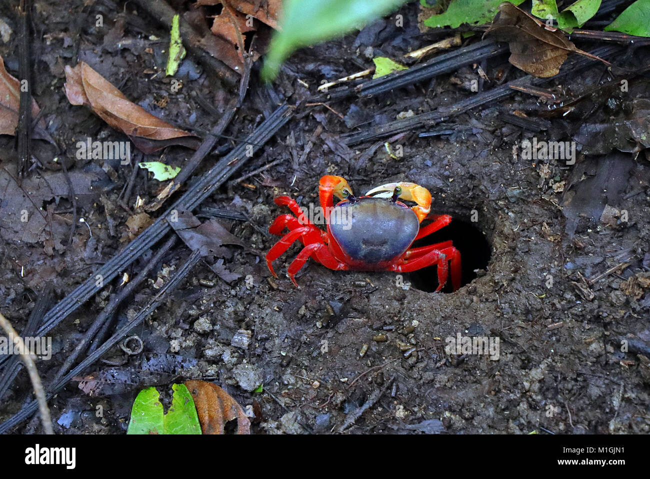 Eine pazifische Rot Land Crab (gecarcinus Quadratus), die sich aus einem Loch im Regenwald, in der Umgebung von Manuel Antonio National Park, Costa Rica. Stockfoto