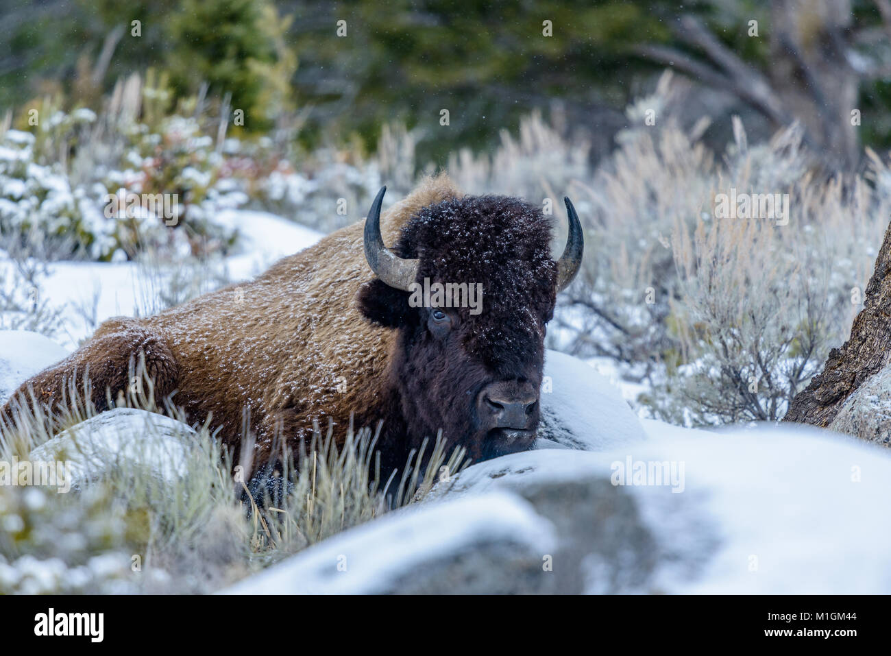 Amerikanischer Bison Bison bison im Yellowstone National Park im Winter. Stockfoto