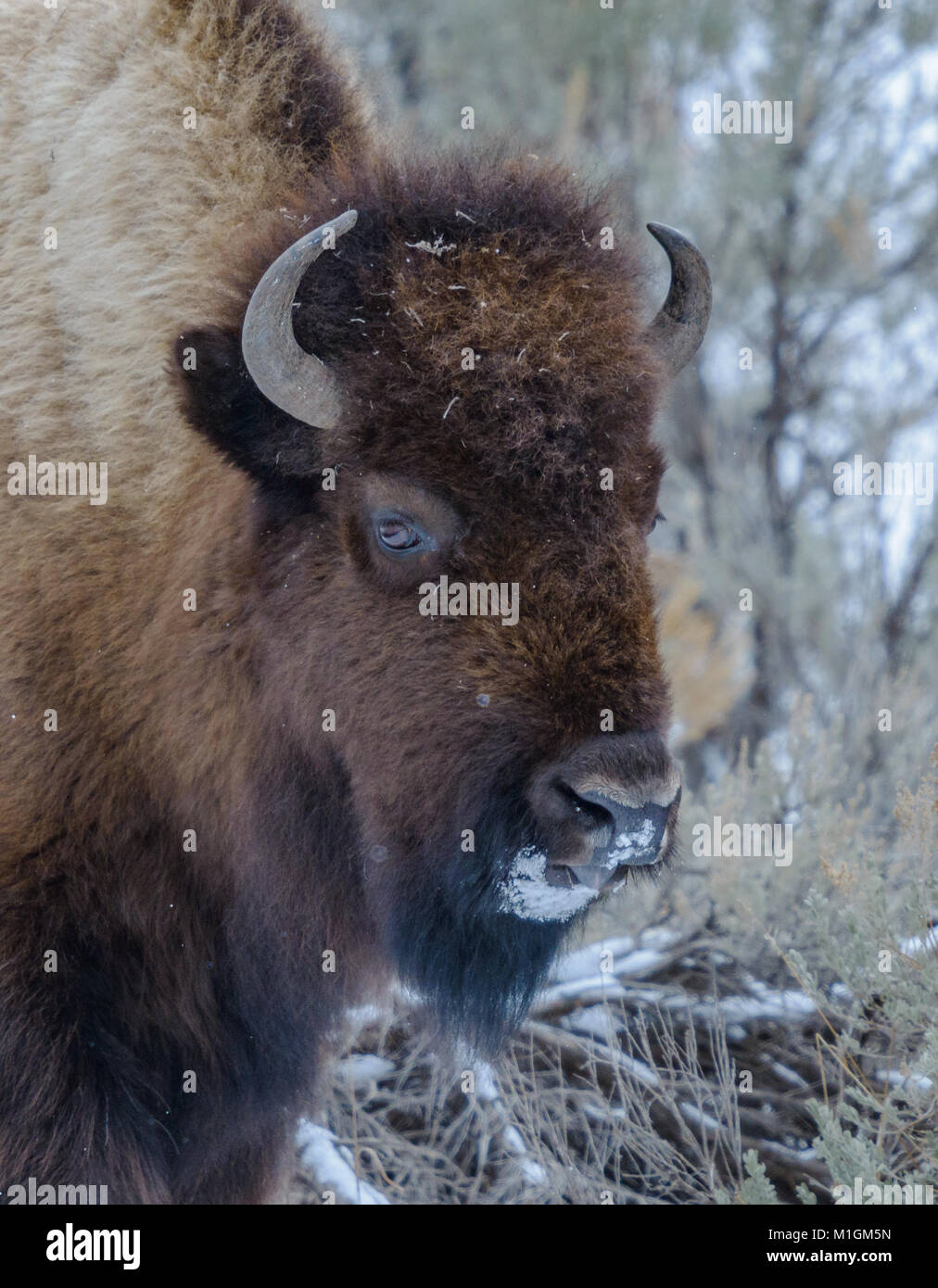 Amerikanischer Bison Bison bison im Yellowstone National Park im Winter. Stockfoto