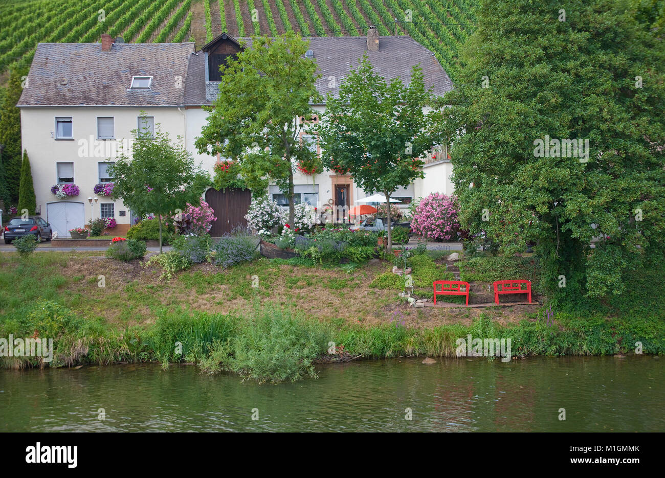 Alte Mosel Haus am Flußufer, Weinberge, Weinbau an der alten Piesport, Mosel, Rheinland-Pfalz, Deutschland, Europa Stockfoto