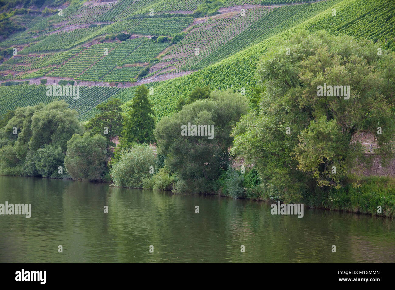 Bäume und Weinberg, Weinbau am Flußufer, Piesport, Mosel, Rheinland-Pfalz, Deutschland, Europa Stockfoto