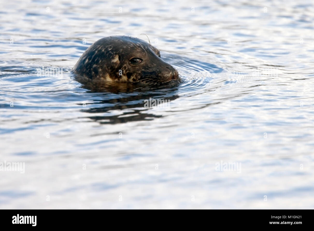 Gemeinsame Dichtung, oder Seehunde (Phoca vitulina), Kopf tauchte in das Meer aus Shetland, Schottland, Großbritannien. Hafen Dichtung Stockfoto