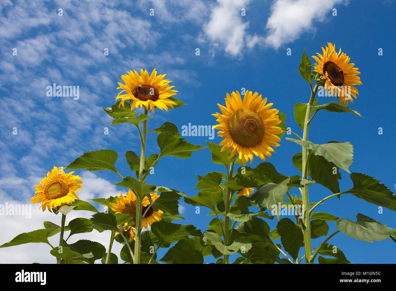 Sonnenblumen (Helianthus annuus) an der Mosel Dorf Schweich, Mosel, Rheinland-Pfalz, Deutschland, Europa Stockfoto
