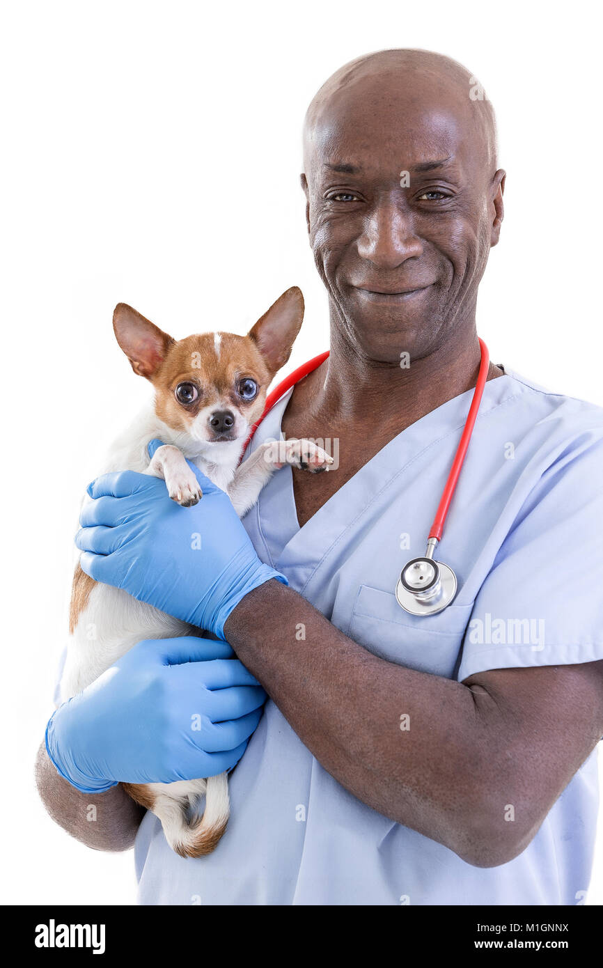 Portrait Of Happy Tierarzt Holding in seinen Armen ein sehr süsser Chihuahua Hund auf Weiß Stockfoto