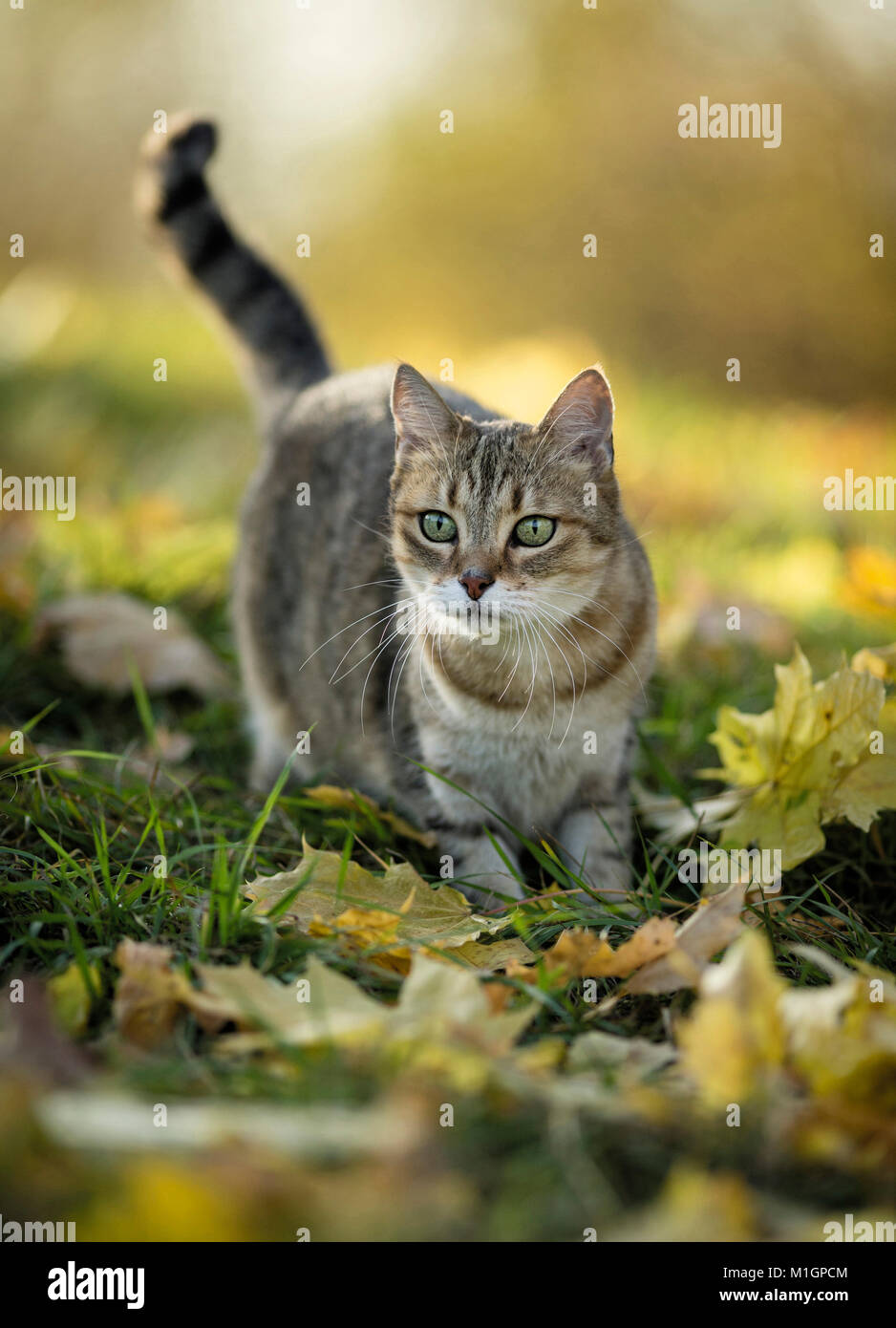 Britisch kurzhaar katze erwachsenen stehend Stockfotos und -bilder
