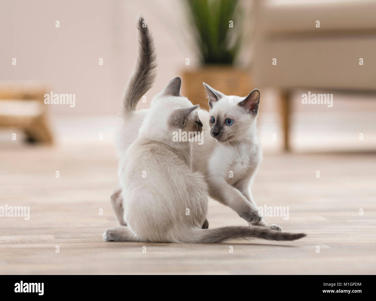Siamese Cat. Zwei Kätzchen spielen in einem Wohnzimmer. Deutschland. Einschränkung: Nicht für Reiseführer für Heimtierhaltung bis 9/2018 Stockfoto